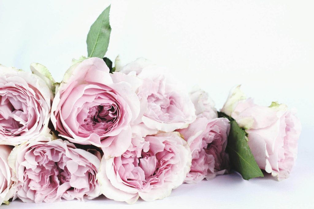 Pink roses on a white backdrop.
